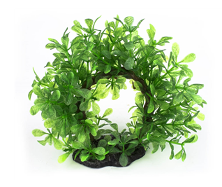 Plant Bonsai Halo 15cm
